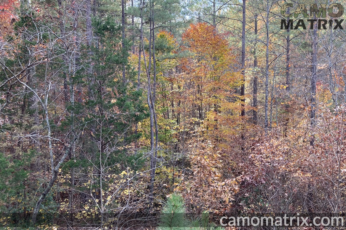 Mixed Forest - Mid Fall